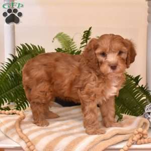 Tucker, Cavapoo Puppy